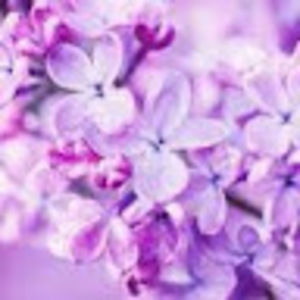 Meet your Posher, Lila